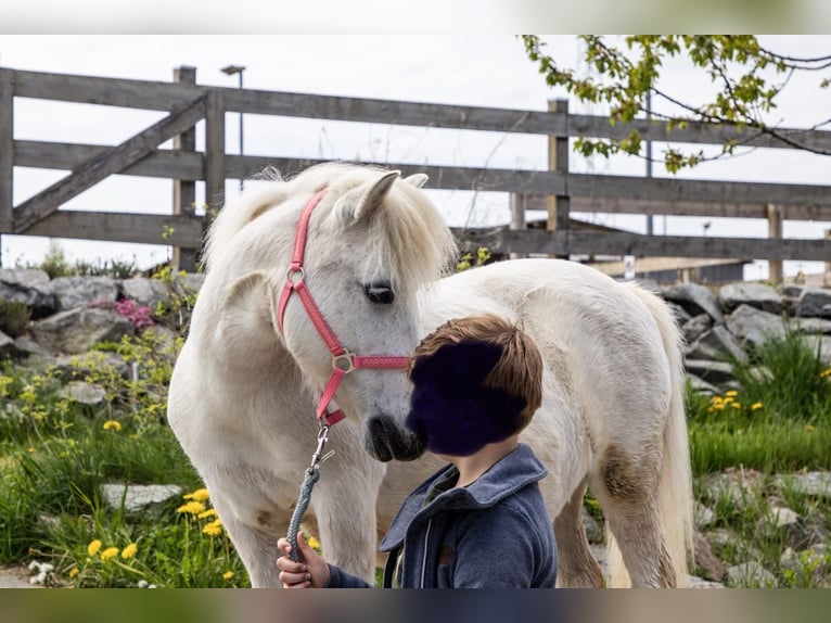 Shetland Ponys Stute 27 Jahre 106 cm Schimmel in Elterlein