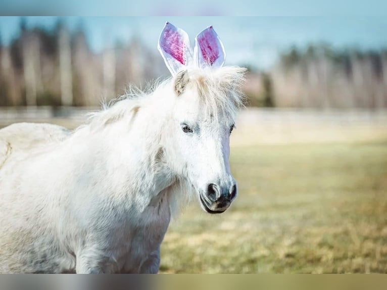 Shetland Ponys Stute 27 Jahre 106 cm Schimmel in Elterlein