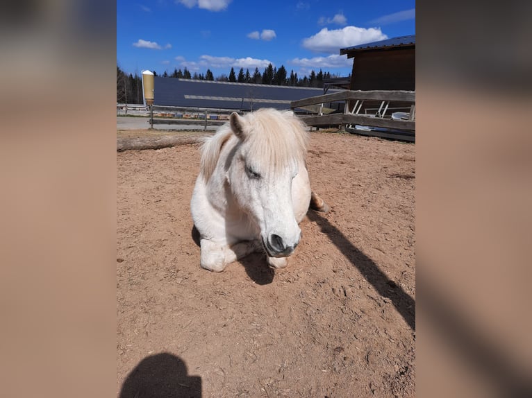 Shetland Ponys Stute 27 Jahre 106 cm Schimmel in Elterlein