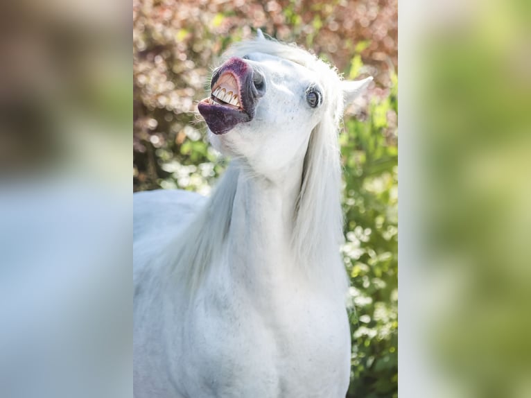 Shetland Ponys Stute 27 Jahre 106 cm Schimmel in Elterlein