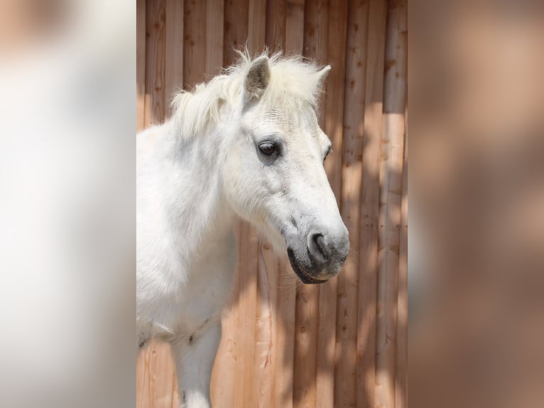 Shetland Ponys Stute 27 Jahre 108 cm Schimmel in Dürnau