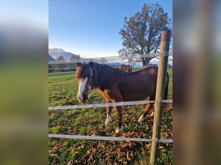 Shetland Ponys Mix Stute 27 Jahre 145 cm Brauner in Aeschiried