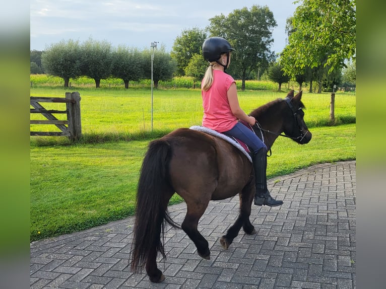 Shetland Ponys Mix Stute 28 Jahre 113 cm Brauner in Raesfeld
