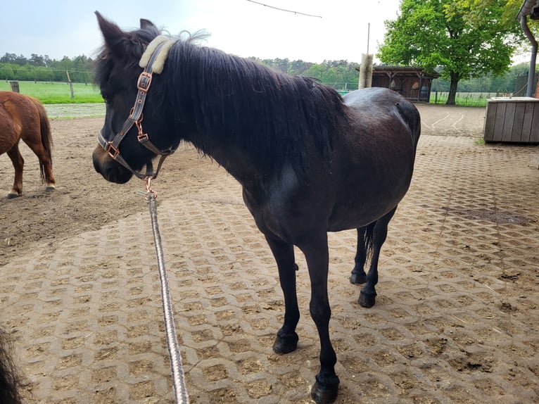 Shetland Ponys Mix Stute 28 Jahre 113 cm Brauner in Raesfeld
