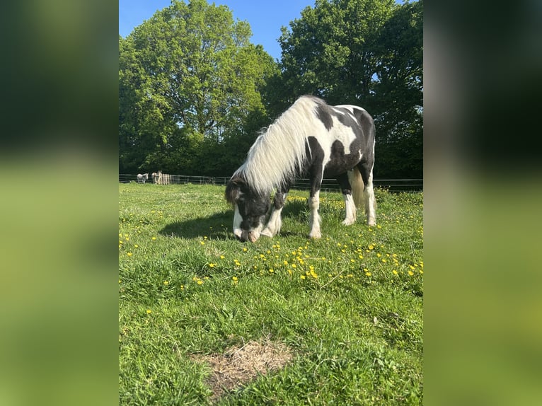 Shetland Ponys Stute 29 Jahre 112 cm Schecke in Bevern