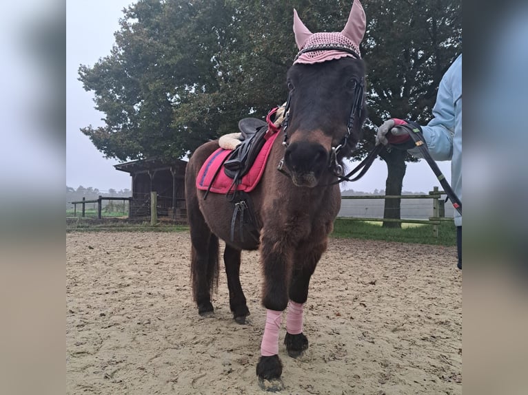 Shetland Ponys Mix Stute 29 Jahre 113 cm Brauner in Molbergen