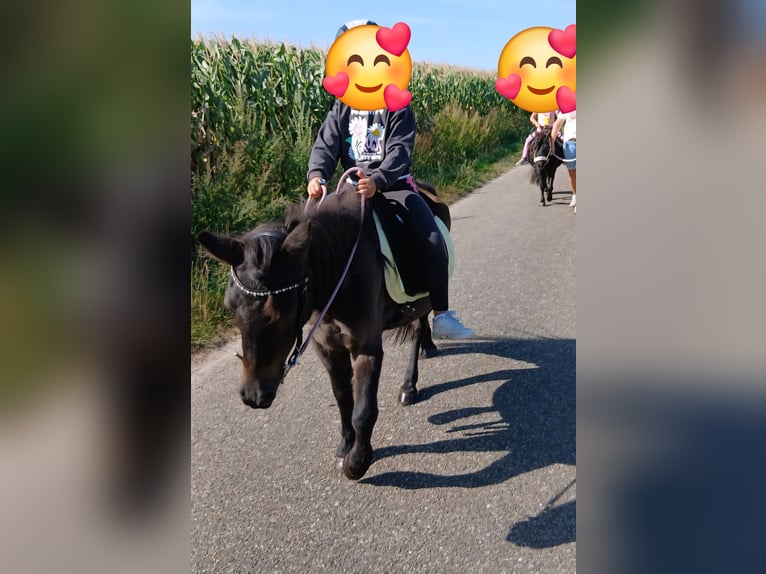 Shetland Ponys Mix Stute 29 Jahre 113 cm Brauner in Molbergen