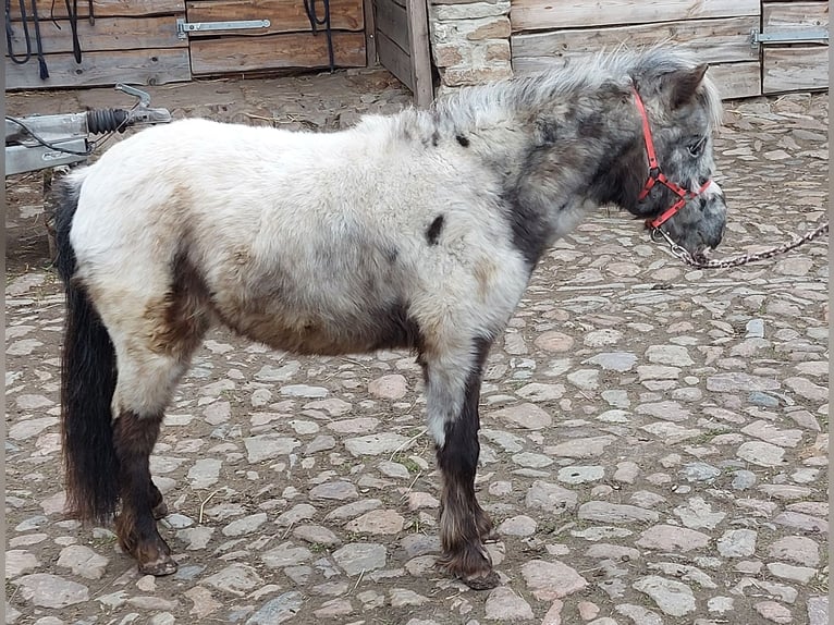 Shetland Ponys Stute 2 Jahre 100 cm Tigerschecke in Hörsingen