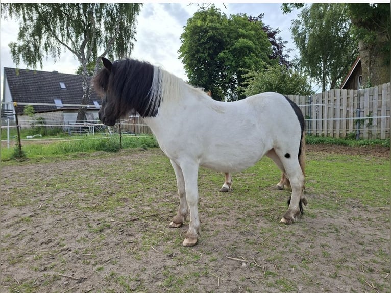 Shetland Ponys Stute 2 Jahre 102 cm Schecke in Bünsdorf