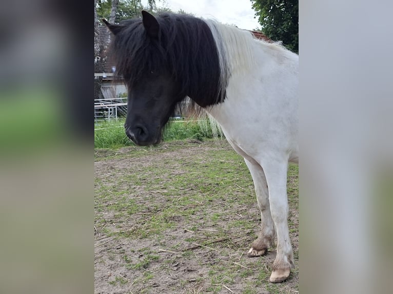 Shetland Ponys Stute 2 Jahre 102 cm Schecke in Bünsdorf