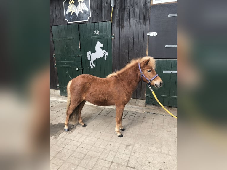 Shetland Ponys Stute 2 Jahre 103 cm Fuchs in Bleckede