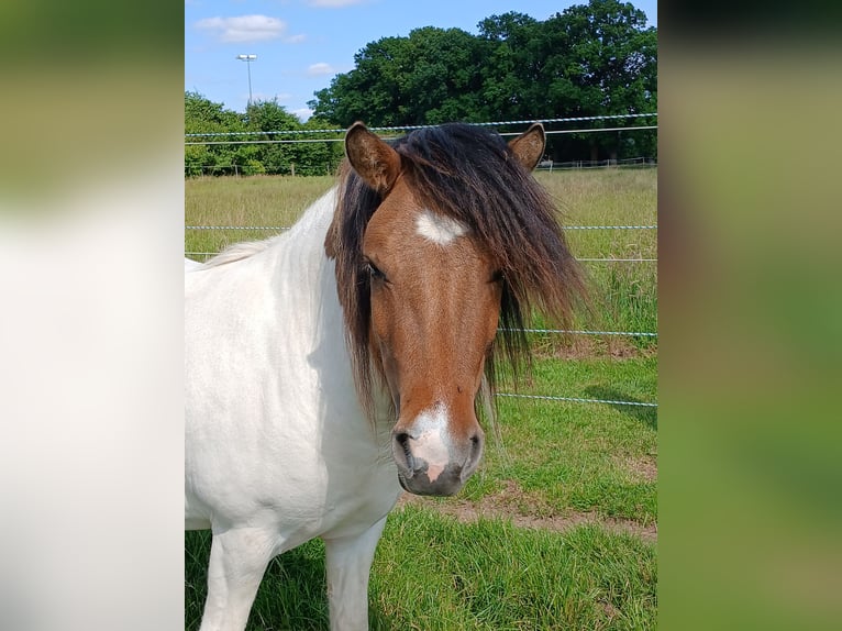 Shetland Ponys Stute 2 Jahre 104 cm Schecke in Bissendorf