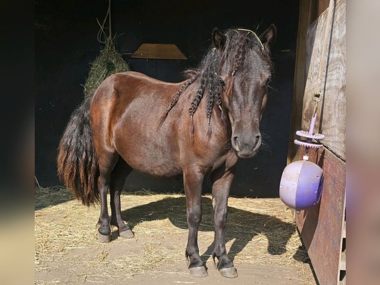 Shetland Ponys Stute 2 Jahre 105 cm Dunkelfuchs in K&#xF6;ln