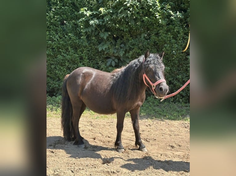 Shetland Ponys Stute 2 Jahre 105 cm Dunkelfuchs in K&#xF6;ln