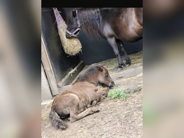 Shetland Ponys Stute 2 Jahre 105 cm Dunkelfuchs in K&#xF6;ln