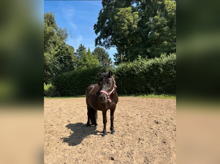 Shetland Ponys Stute 2 Jahre 105 cm Dunkelfuchs in K&#xF6;ln