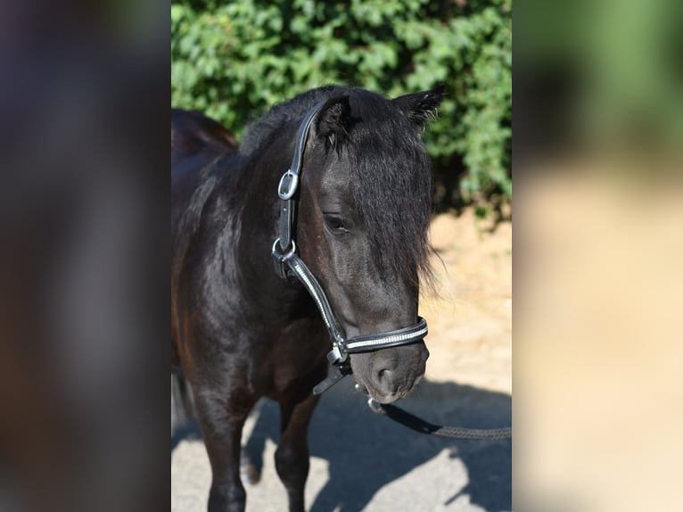 Shetland Ponys Stute 2 Jahre 105 cm Rappe in Geilenkirchen