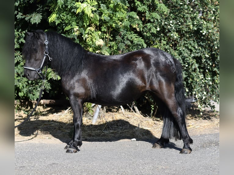 Shetland Ponys Stute 2 Jahre 105 cm Rappe in Geilenkirchen