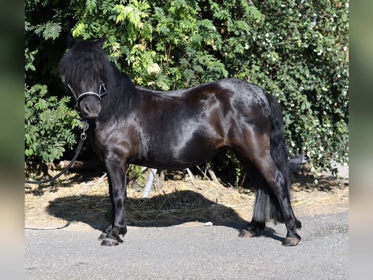Shetland Ponys Stute 2 Jahre 105 cm Rappe in Geilenkirchen