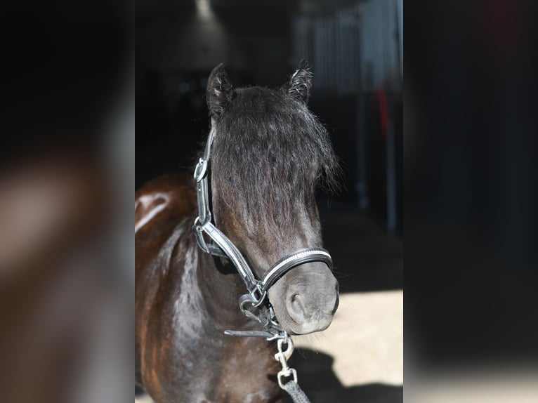 Shetland Ponys Stute 2 Jahre 105 cm Rappe in Geilenkirchen