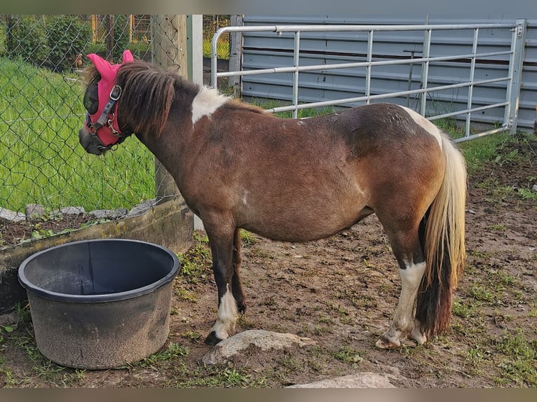 Shetland Ponys Stute 2 Jahre 105 cm Schecke in Grimmen