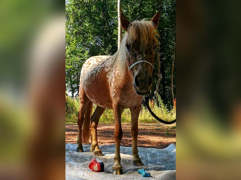 Shetland Ponys Stute 2 Jahre 105 cm Tigerschecke in Wermelskirchen