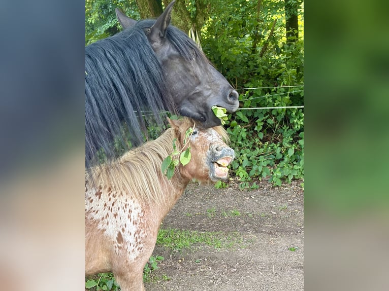 Shetland Ponys Stute 2 Jahre 105 cm Tigerschecke in Wermelskirchen