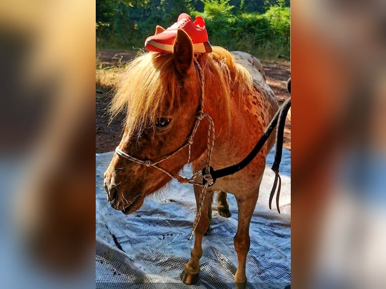 Shetland Ponys Stute 2 Jahre 105 cm Tigerschecke in Wermelskirchen