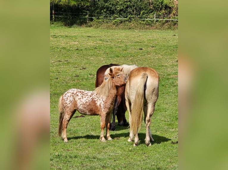 Shetland Ponys Stute 2 Jahre 105 cm Tigerschecke in Wermelskirchen