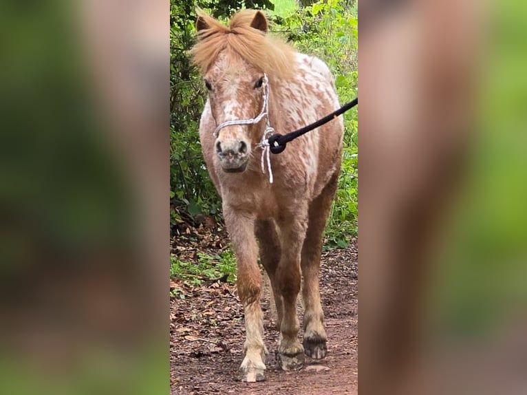 Shetland Ponys Stute 2 Jahre 105 cm Tigerschecke in Wermelskirchen