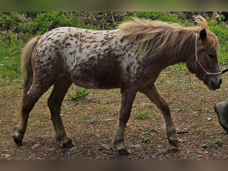 Shetland Ponys Stute 2 Jahre 105 cm Tigerschecke in Wermelskirchen