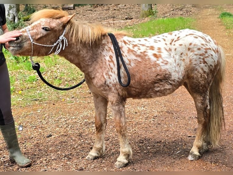 Shetland Ponys Stute 2 Jahre 105 cm Tigerschecke in Wermelskirchen