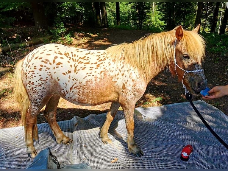 Shetland Ponys Stute 2 Jahre 105 cm Tigerschecke in Wermelskirchen