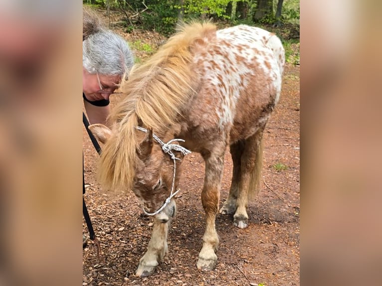 Shetland Ponys Stute 2 Jahre 105 cm Tigerschecke in Wermelskirchen