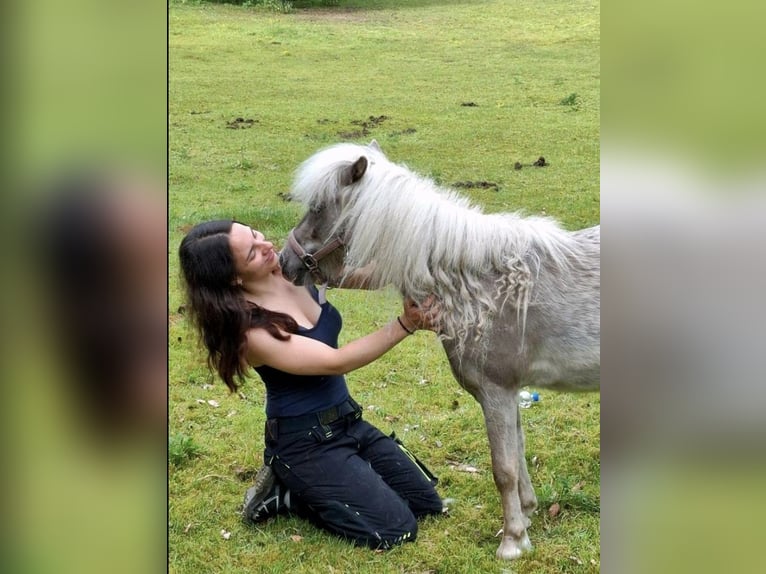 Shetland Ponys Stute 2 Jahre 105 cm Tigerschecke in Bielefeld