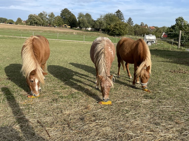 Shetland Ponys Stute 2 Jahre 105 cm Tigerschecke in Penig