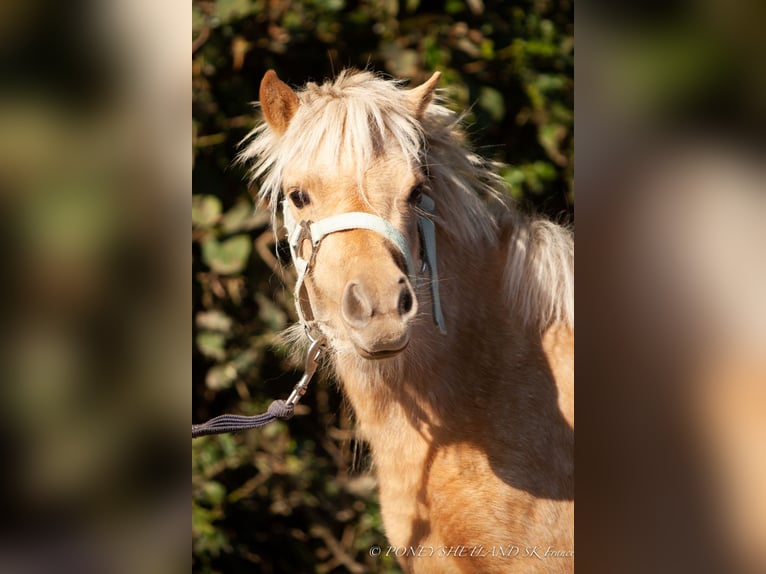 Shetland Ponys Stute 2 Jahre 75 cm Palomino in La Vespi&#xE8;re-Friardel