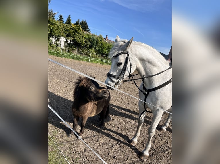 Shetland Ponys Stute 2 Jahre 76 cm Brauner in Niepars