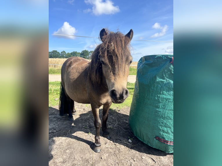 Shetland Ponys Stute 2 Jahre 76 cm Brauner in Niepars