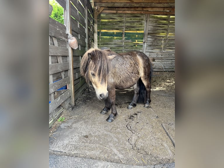 Shetland Ponys Stute 2 Jahre 76 cm Brauner in Niepars