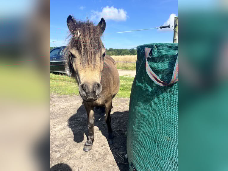 Shetland Ponys Stute 2 Jahre 76 cm Brauner in Niepars