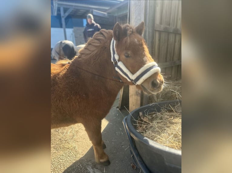 Shetland Ponys Stute 2 Jahre 80 cm Fuchs in Bordelum