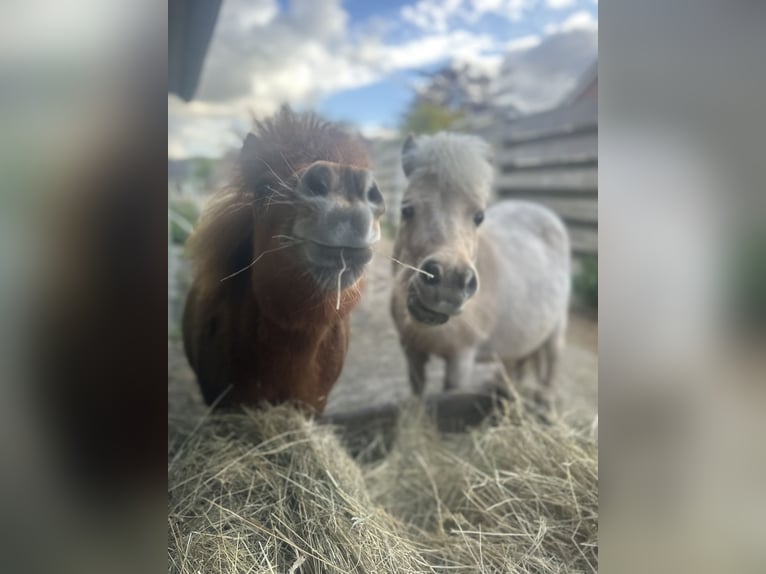 Shetland Ponys Stute 2 Jahre 80 cm Fuchs in Bordelum