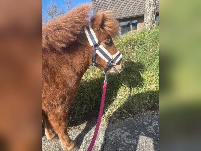 Shetland Ponys Stute 2 Jahre 80 cm Fuchs in Bordelum
