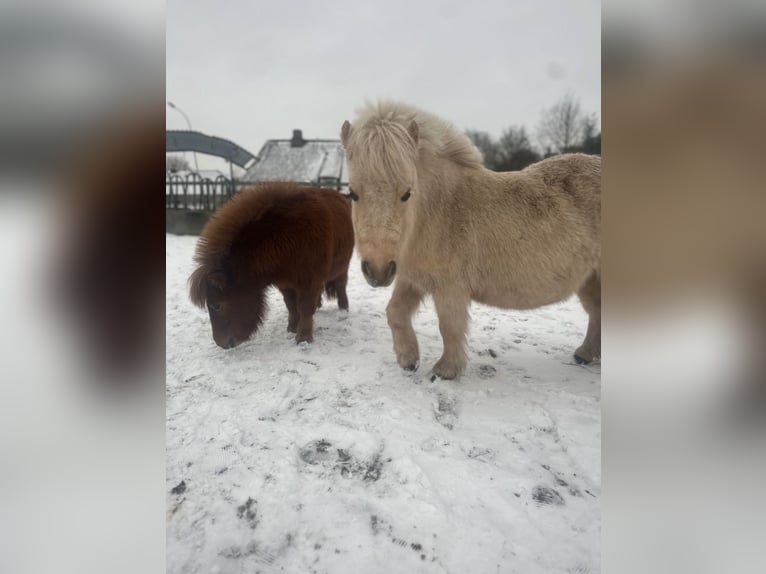 Shetland Ponys Stute 2 Jahre 80 cm Fuchs in Bordelum