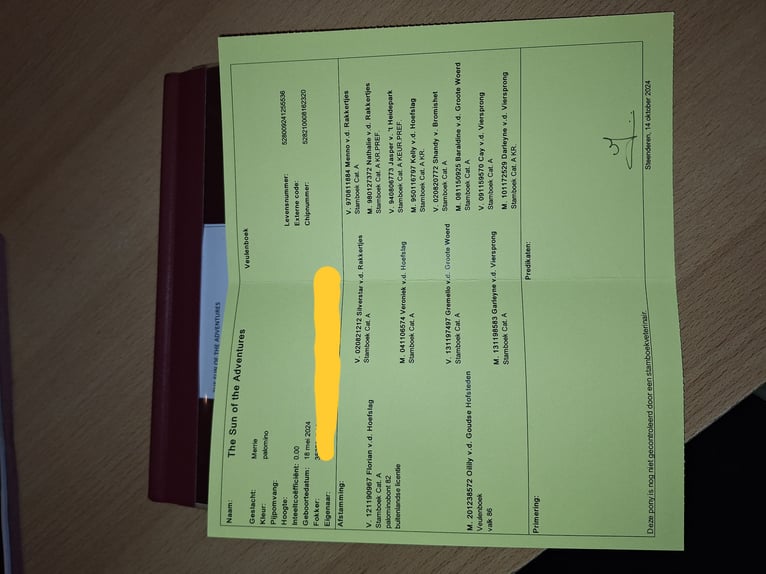 Shetland Ponys Stute 2 Jahre 84 cm Palomino in Gouderak