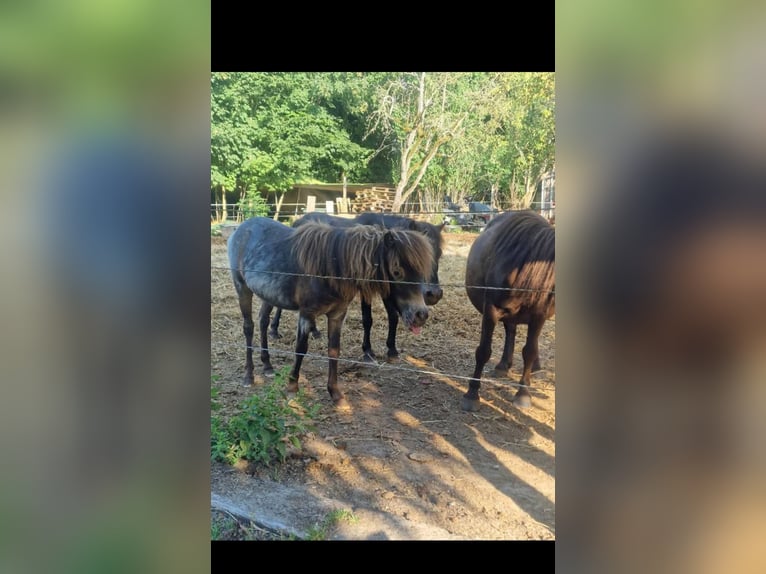 Shetland Ponys Mix Stute 2 Jahre 90 cm Tigerschecke in Écouen