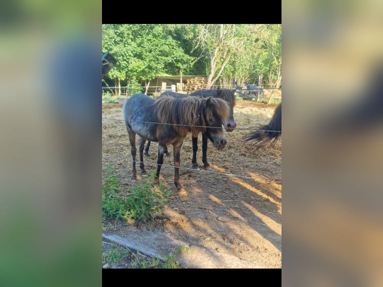 Shetland Ponys Mix Stute 2 Jahre 90 cm Tigerschecke in Écouen