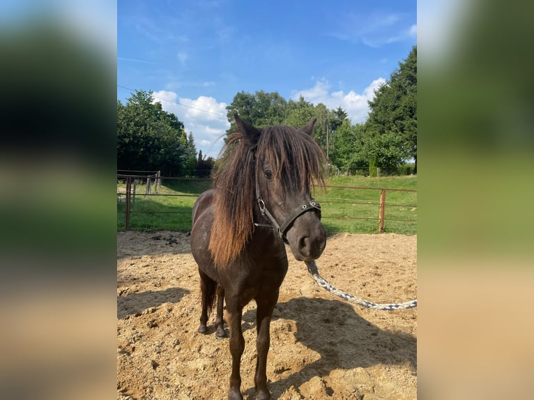 Shetland Ponys Stute 2 Jahre 95 cm Schecke in Mettmann