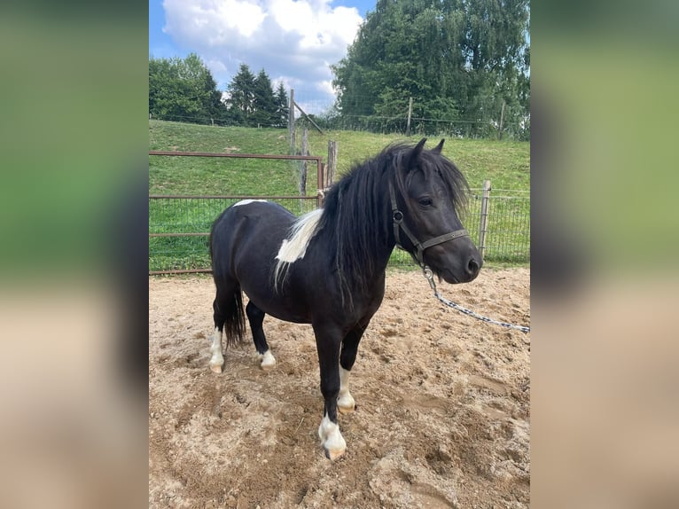 Shetland Ponys Stute 2 Jahre 95 cm Schecke in Mettmann